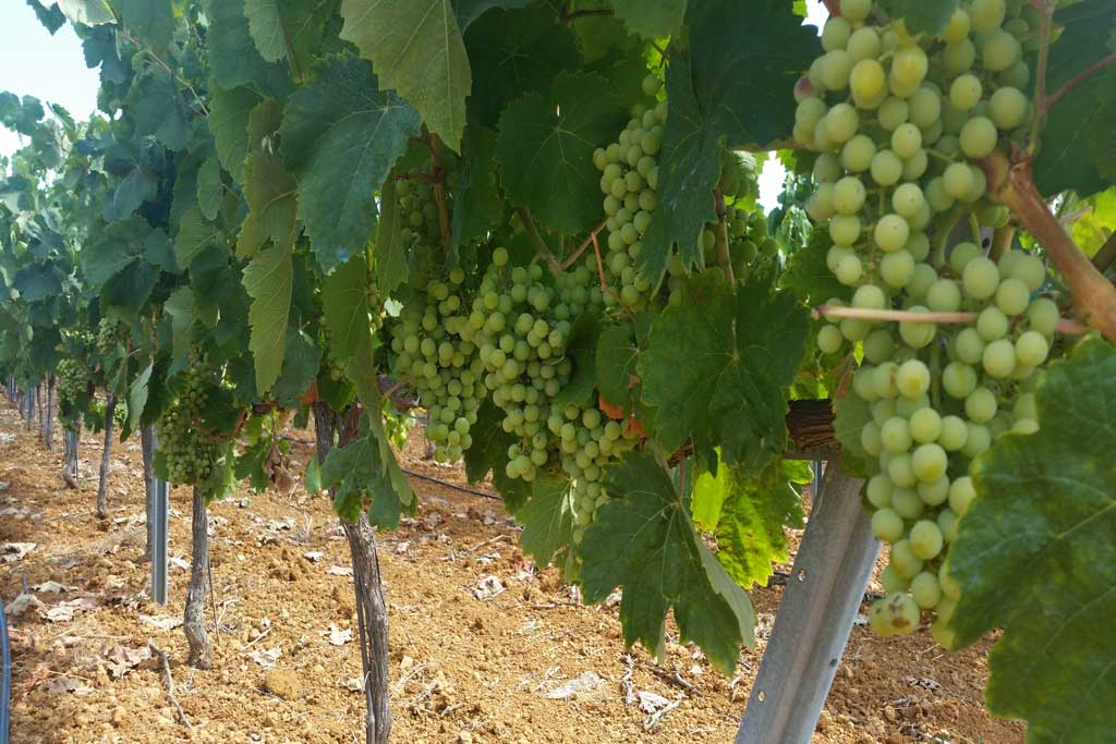 Vinyas de uva blanca